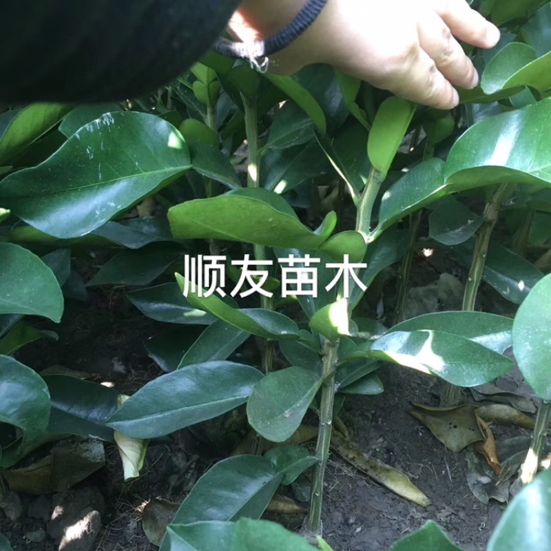 1年台州玉环文旦柚苗