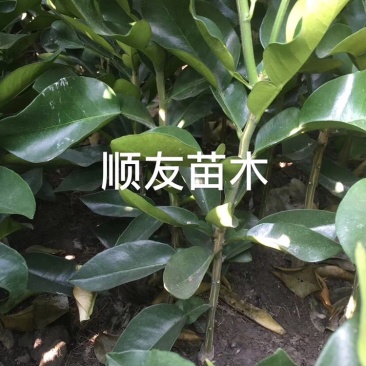 1年台州玉环文旦柚苗
