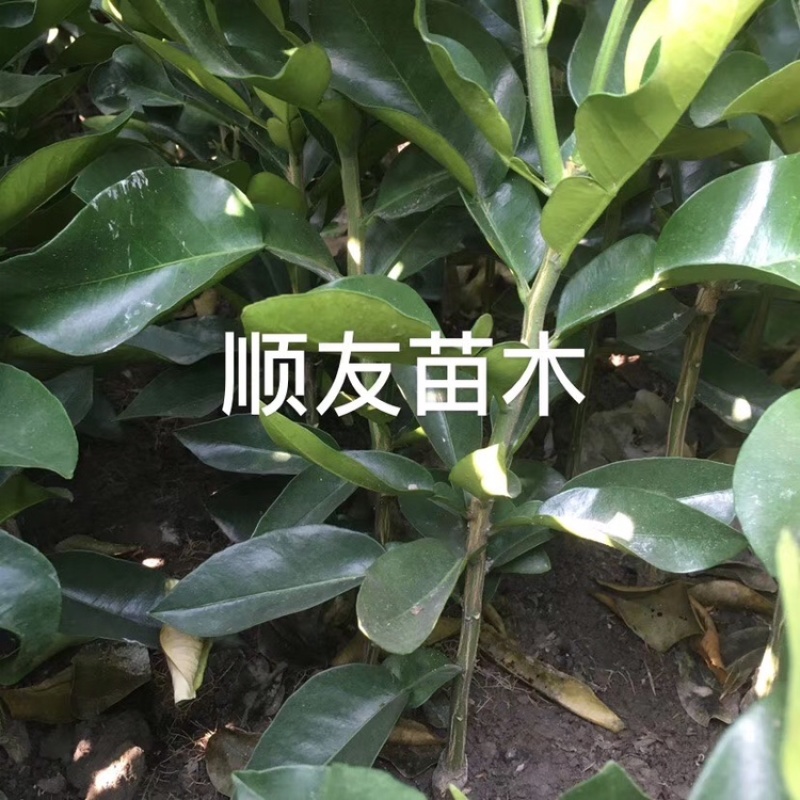 1年台州玉环文旦柚苗