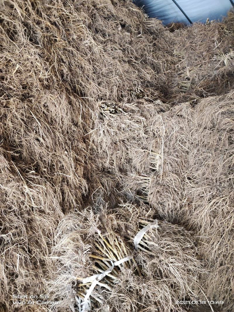 强桑一号嫁接苗高产量叶丝含量高包对版