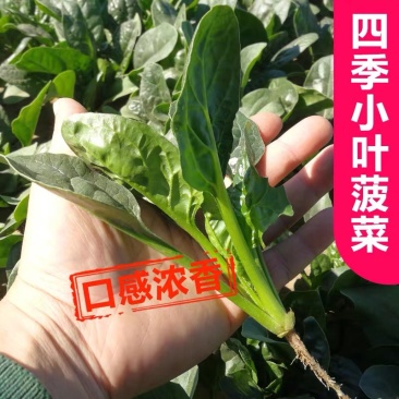 菠菜山东寿光大量上市自产自销产地直供