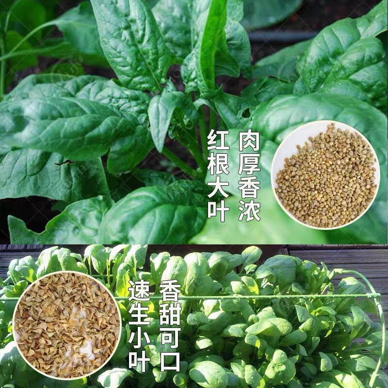 菠菜山东寿光大量上市自产自销产地直供