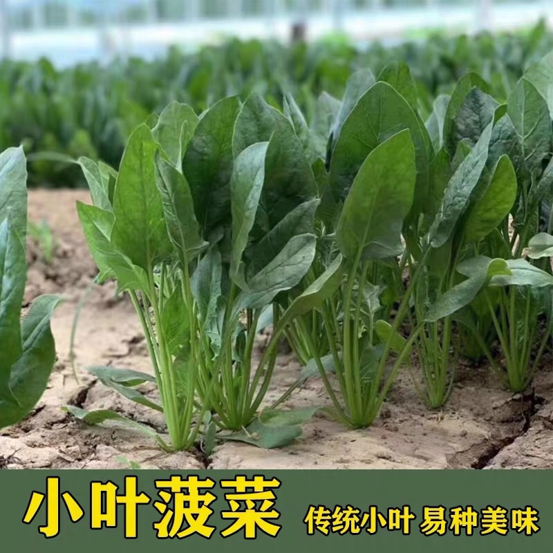 菠菜山东寿光大量上市自产自销产地直供