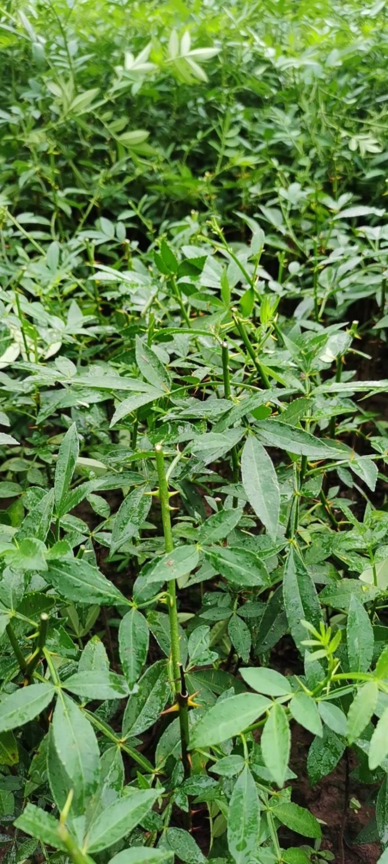 正宗江津九叶青花椒苗眉山藤椒苗天之椒营养杯苗裸根苗