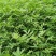 正宗江津九叶青花椒苗眉山藤椒苗天之椒营养杯苗裸根苗