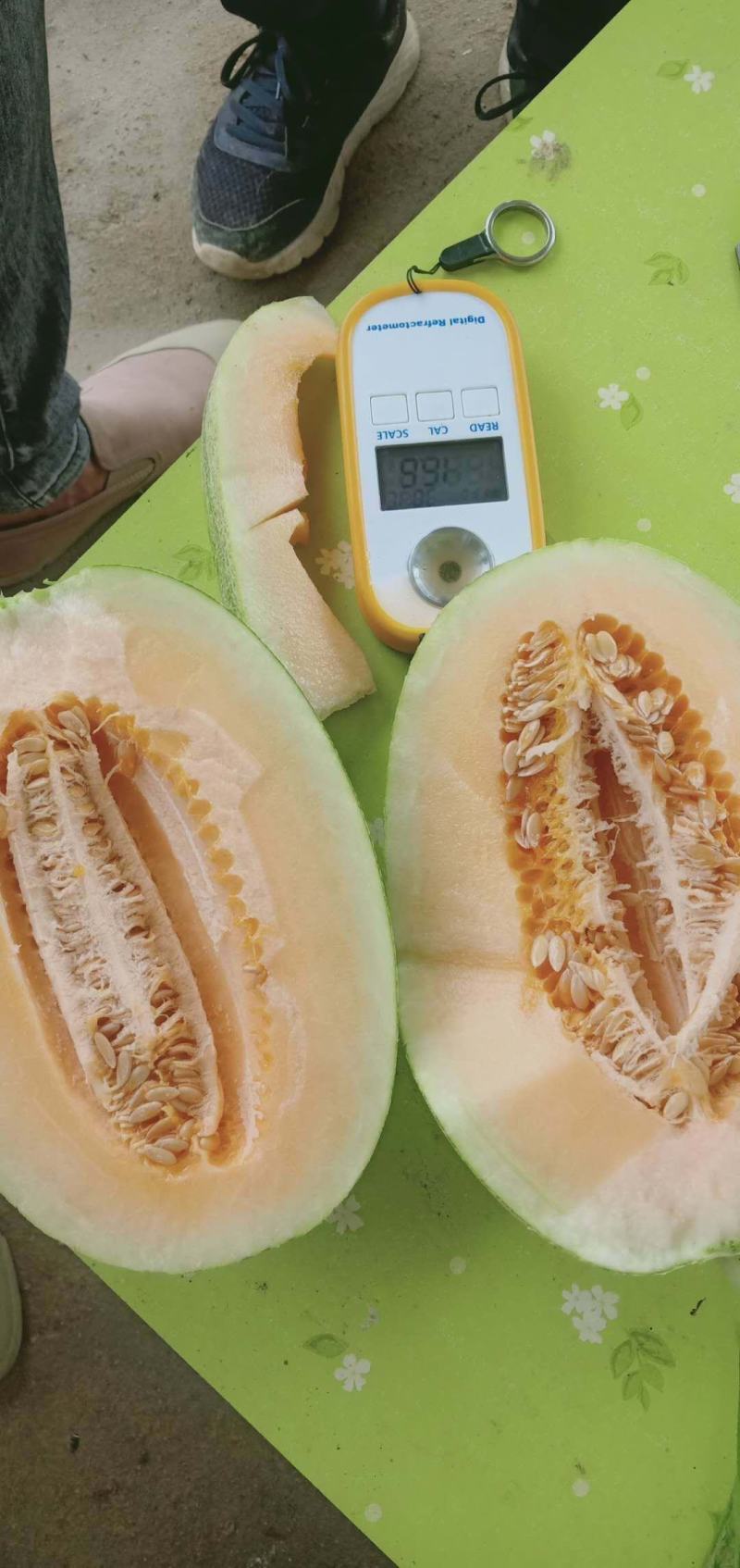 哈密瓜海南哈密瓜精品小密二十五号