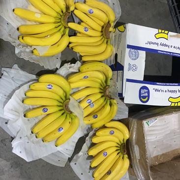 本公司常年供应特价香蕉保质保量诚信经营，大量现货！
