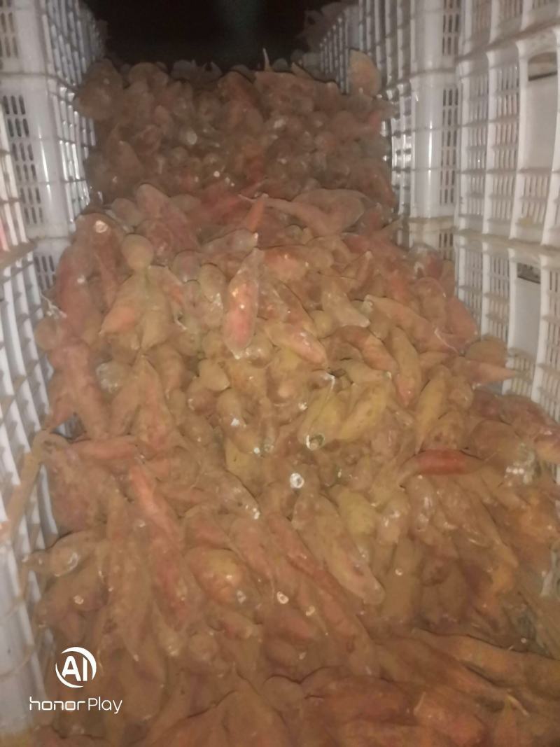 唐山滦南精品西瓜红需要的联系