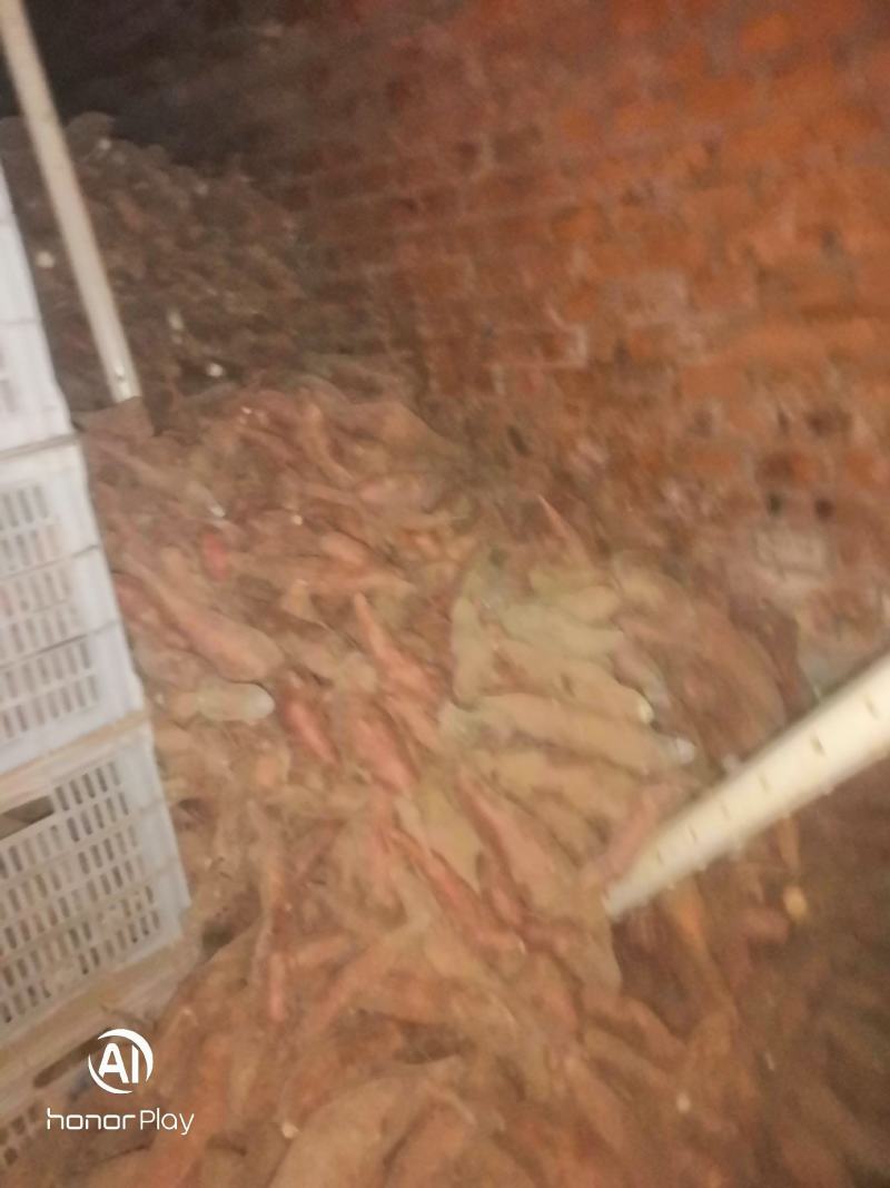 唐山滦南精品西瓜红需要的联系