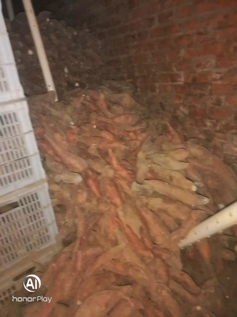 唐山滦南精品西瓜红需要的联系