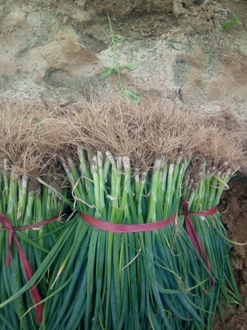 【基地直供】安丘铁杆葱苗品质好产量高可对接全国