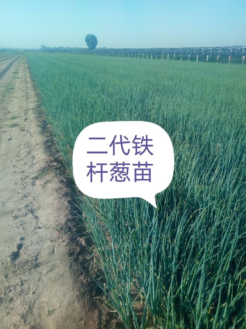 【基地直供】安丘铁杆葱苗品质好产量高可对接全国