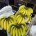 本公司常年经营特价精品金黄香蕉30斤最低只要16元。