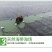霞浦海带嫩苗，新苗上市