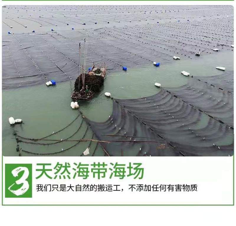 霞浦海带嫩苗，新苗上市