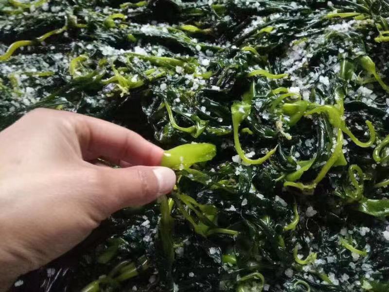 霞浦海带嫩苗，新苗上市