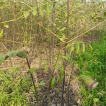 黄柏苗，1-2年生，涨势好，根系发达，保证正品，量大价优