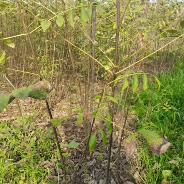 黄柏苗，1-2年生，涨势好，根系发达，保证正品，量大价优