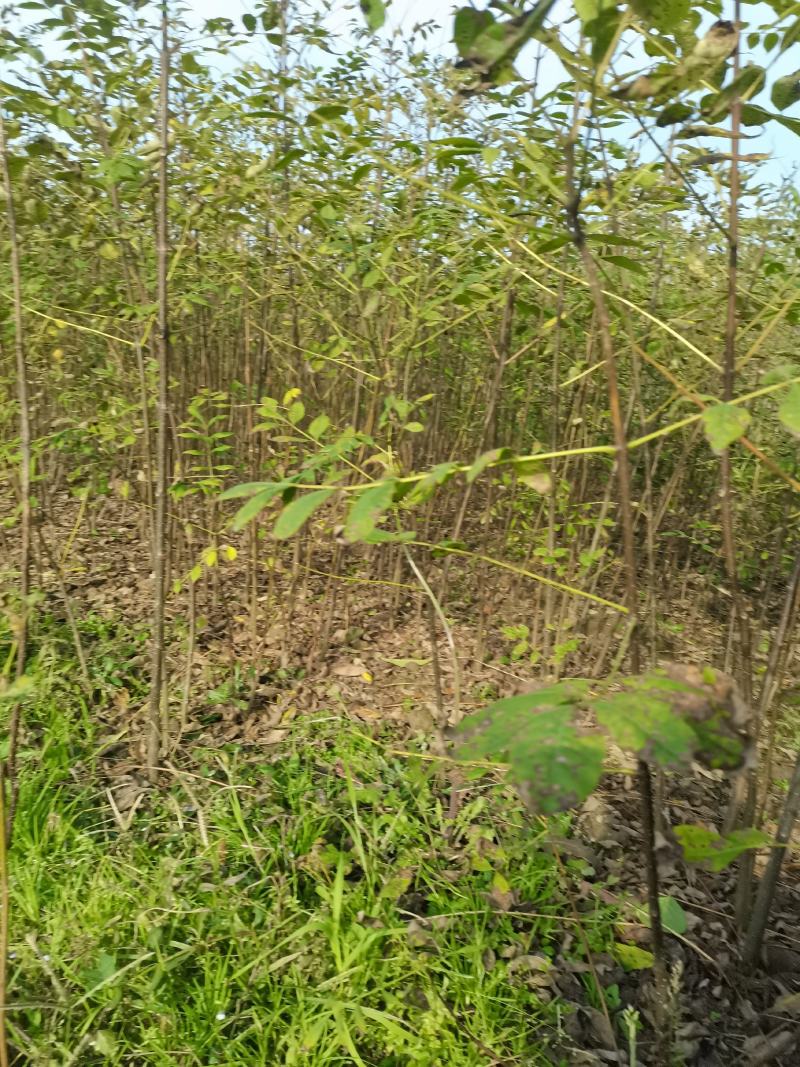 黄柏苗，1-2年生，涨势好，根系发达，保证正品，量大价优