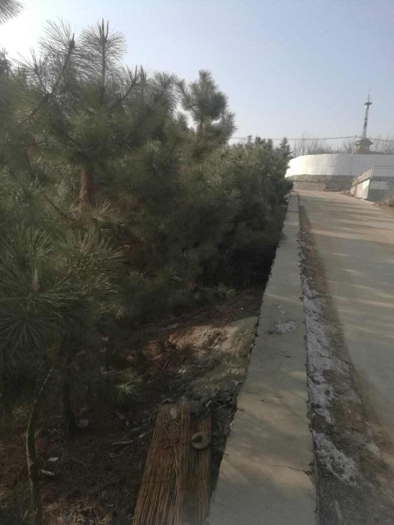 黑松大量现货供，普通货，造型货，绿化工程专用