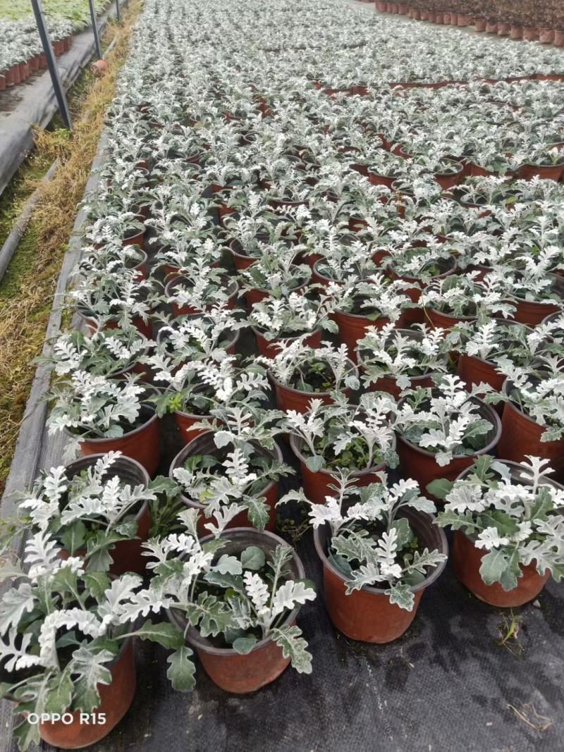 四川成都温江苗圃银叶菊，质量保证，基地货欢迎选购