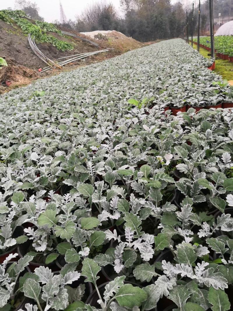 四川成都温江苗圃银叶菊，质量保证，基地货欢迎选购