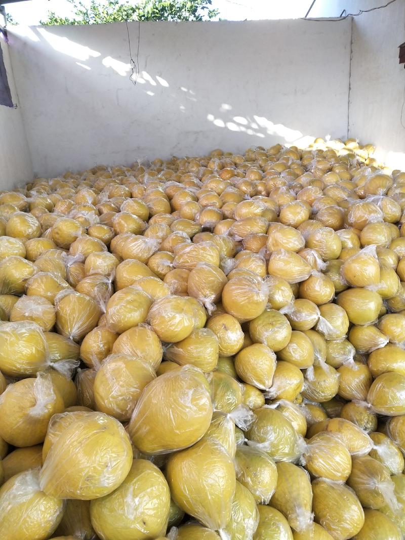 正宗江永香柚，大量供应价格优惠