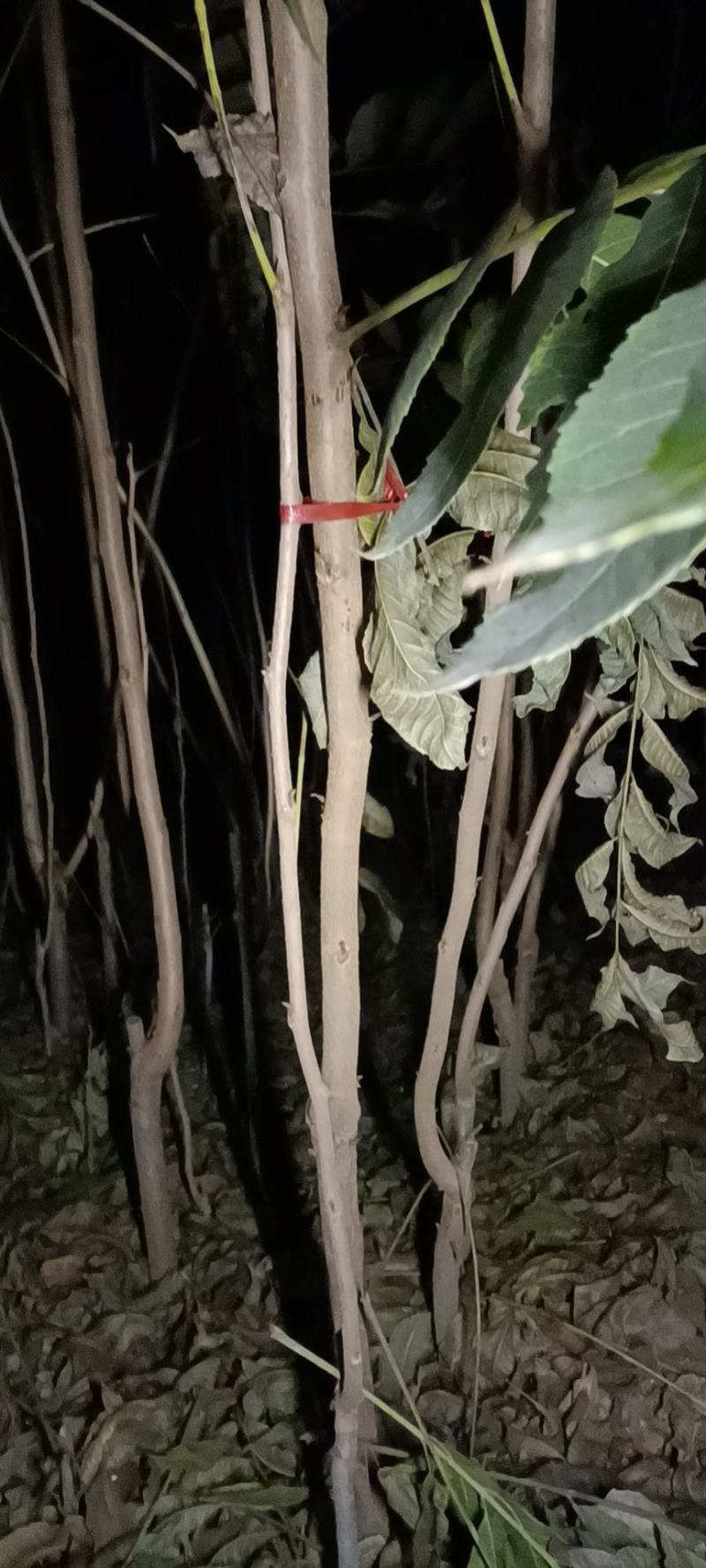 苗圃出售美国山核桃树苗碧根果树苗波尼马汉品种纯