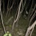 苗圃出售美国山核桃树苗碧根果树苗波尼马汉品种纯