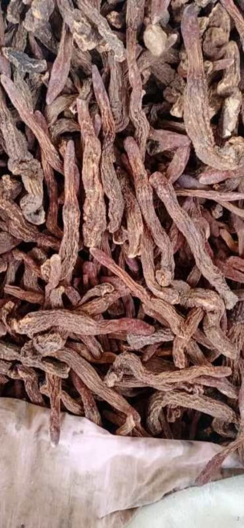 精品锁阳新货大量批发，场地直销货好特惠各种规格欢迎咨询