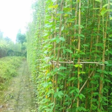 四川成都温江苗圃油麻藤，规格齐全，基地货欢迎选购