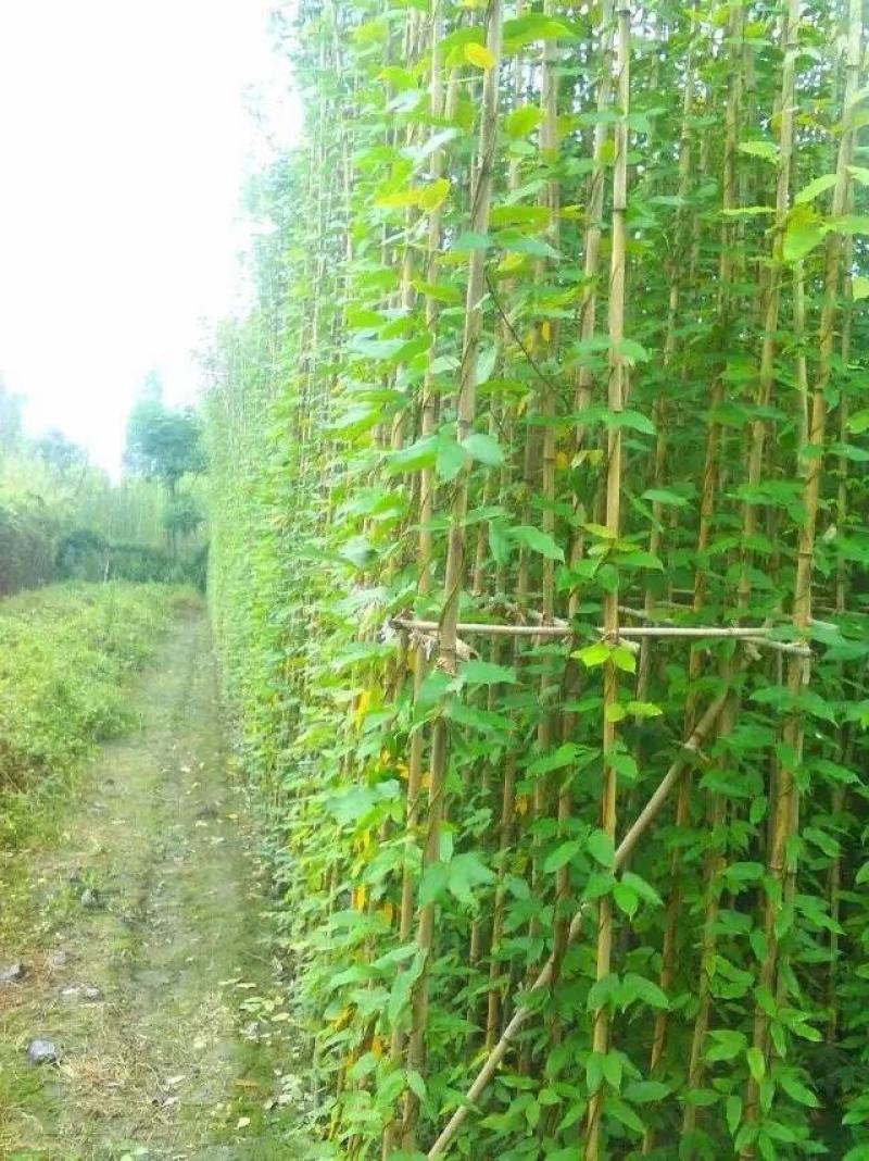 四川成都温江苗圃油麻藤，规格齐全，基地货欢迎选购