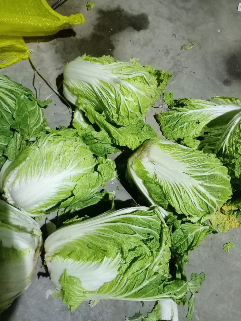 青杂3号白菜大量有货，有要老板请连糸，加工厂用的大量有货