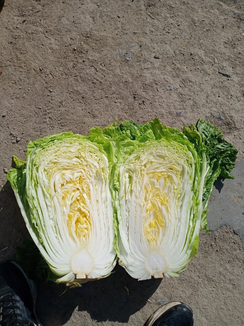 青杂3号白菜大量有货，有要老板请连糸，加工厂用的大量有货
