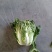 青杂3号白菜大量有货，有要老板请连糸，加工厂用的大量有货