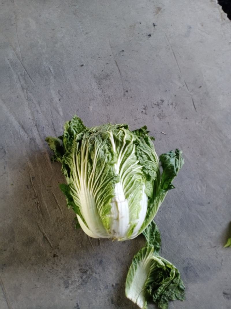 青杂3号白菜大量有货，有要老板请连糸，加工厂用的大量有货