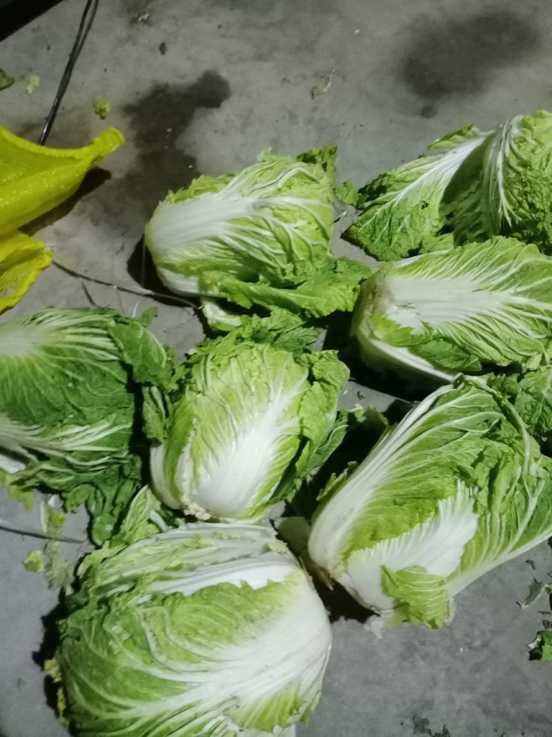青杂3号白菜大量有货，有要老板请连糸，加工厂用的大量有货