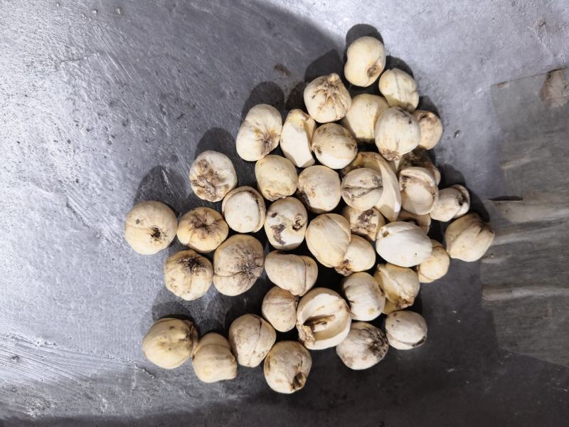 藏贝母伊贝母贝母大全新货免费磨粉各种规格