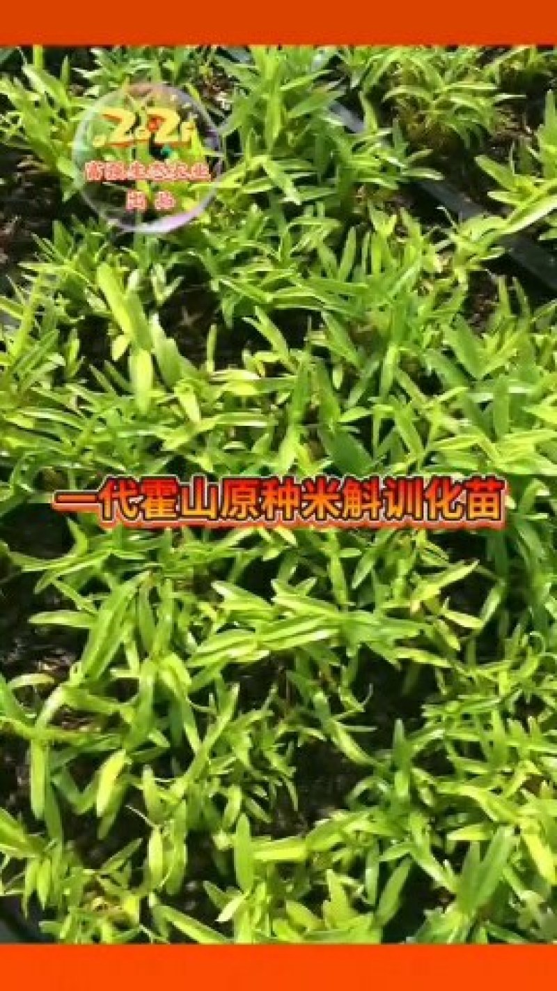 龙门米斛基地直贡林下生态种植正宗霍山米斛龙头凤尾品质保证