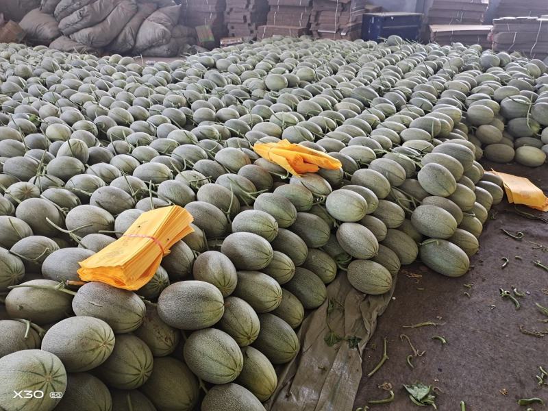 海南哈密瓜25号小蜜、承接电商、超市、团购、市场供货