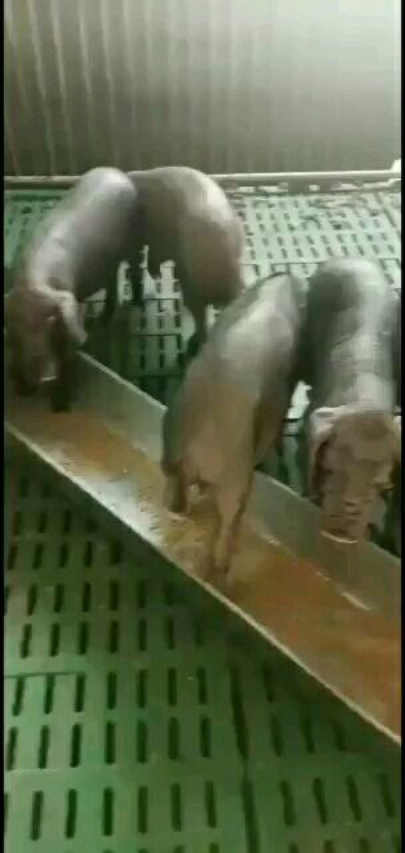 太湖原种代孕母猪，确保代孕两个月，买到就是赚到