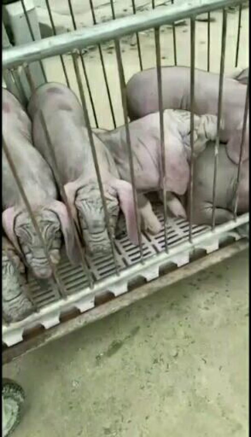 太湖原种代孕母猪，确保代孕两个月，买到就是赚到