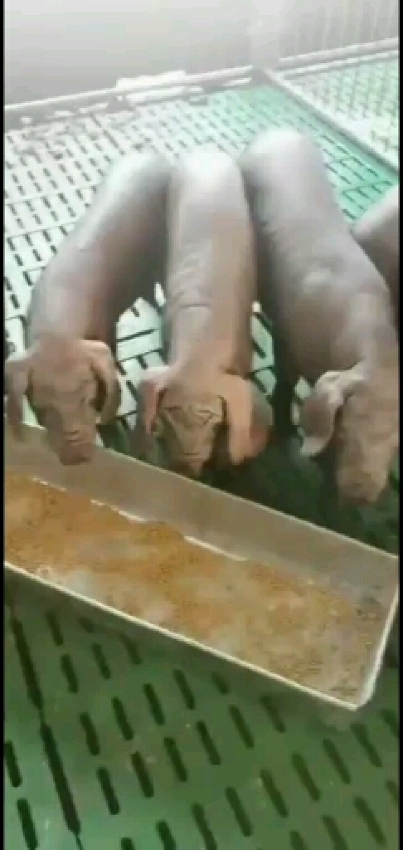太湖原种代孕母猪，确保代孕两个月，买到就是赚到