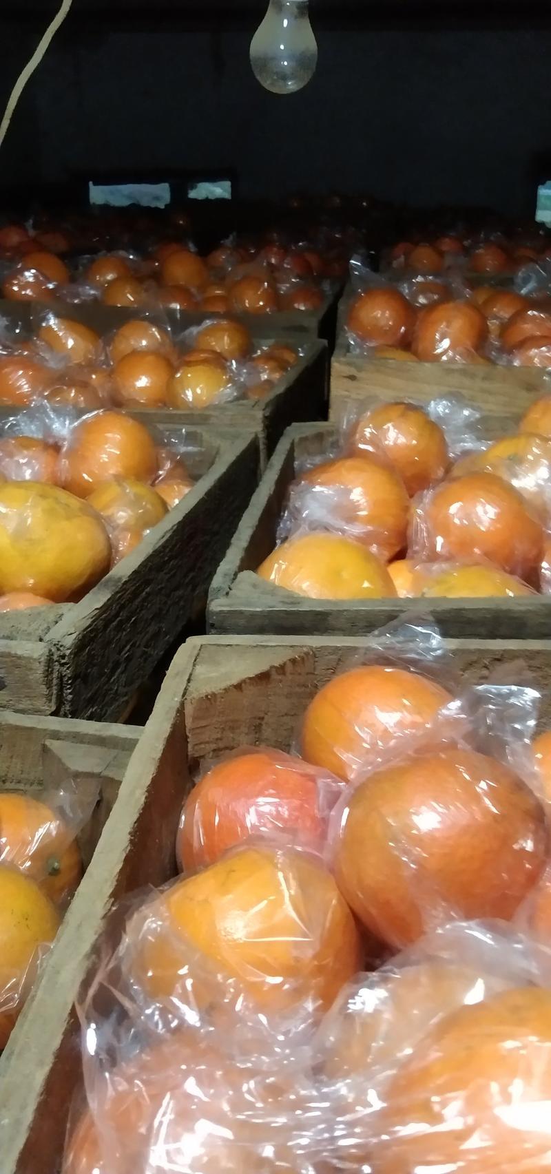 血橙出售有需要的联系我，血橙是橙累，营养丰，水份充足含有