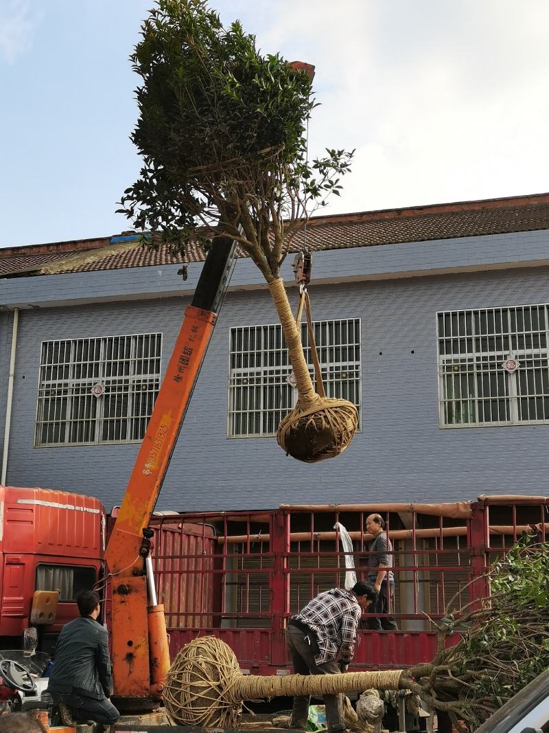 桂花树1-15公分苗圃自种货源充足死苗包赔技术指导
