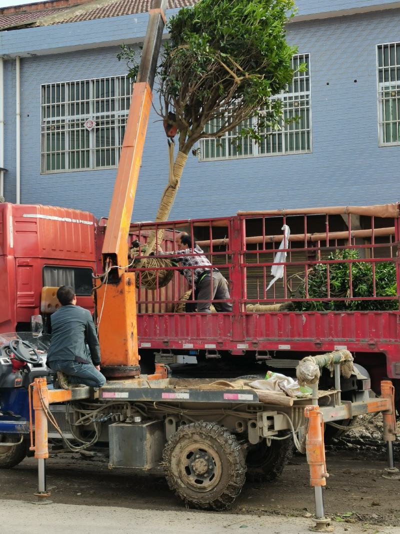 桂花树1-15公分苗圃自种货源充足死苗包赔技术指导