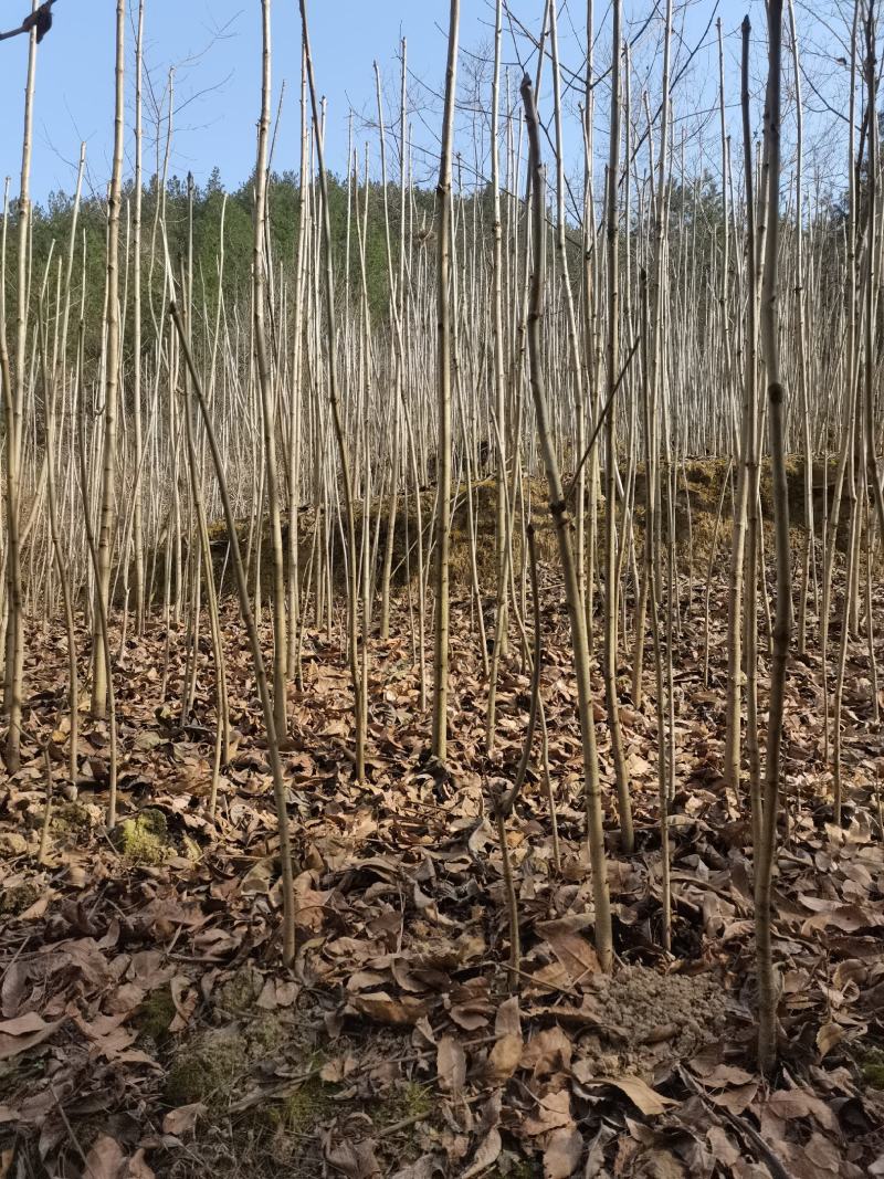陕西七叶树1-10公分农户自产苗木，产地直销，