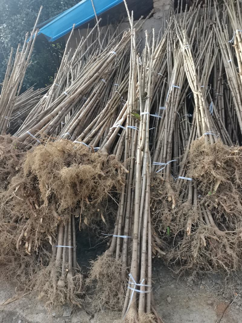 陕西七叶树1-10公分农户自产苗木，产地直销，
