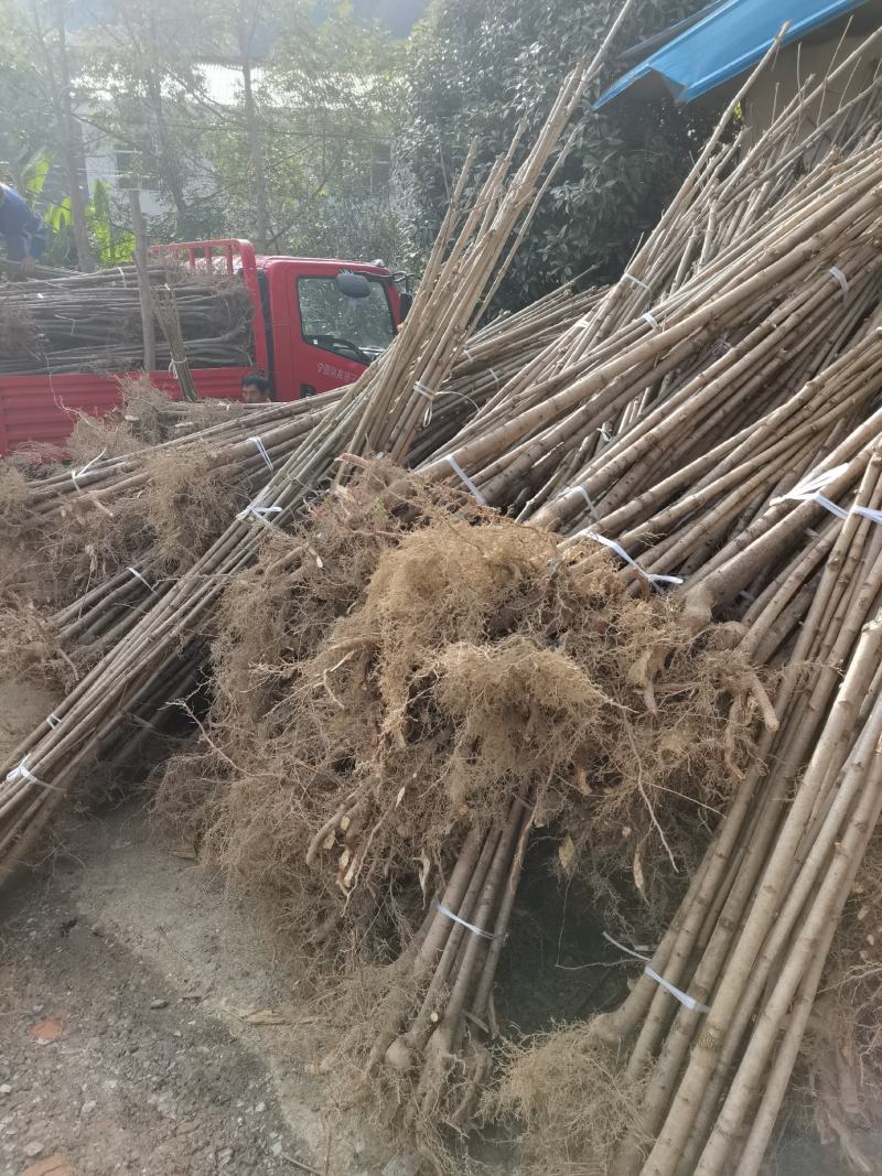陕西七叶树1-10公分农户自产苗木，产地直销，