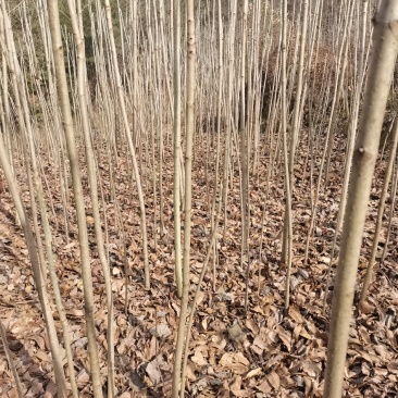 陕西七叶树1-10公分农户自产苗木，产地直销，